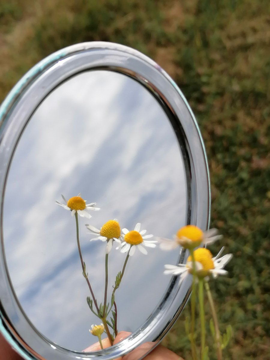 Photo of White Daisy Flowers in Front of a Mirror